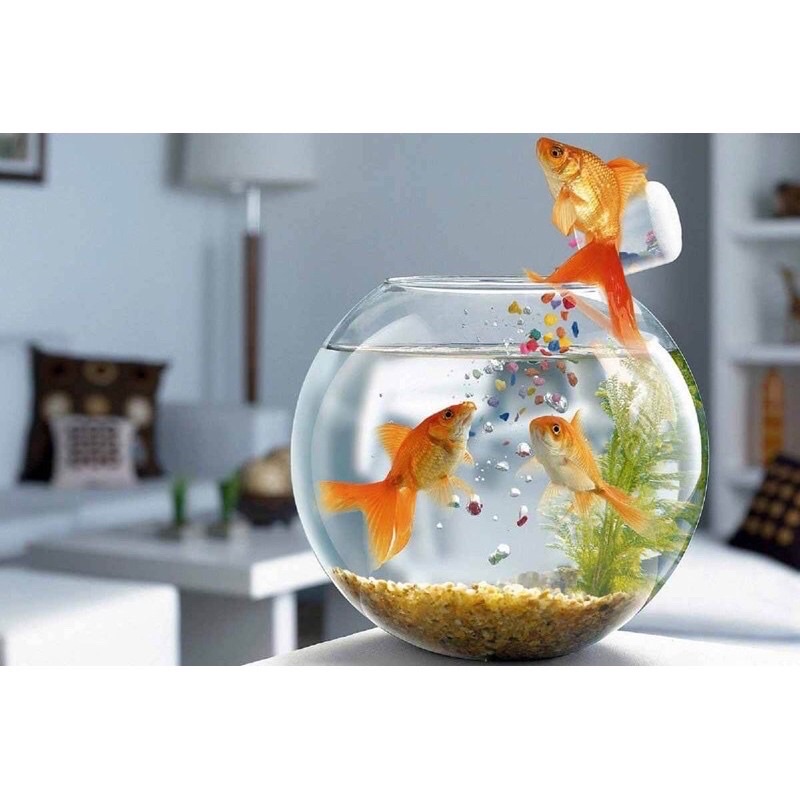 魚缸,裝飾玻璃圓形水生植物