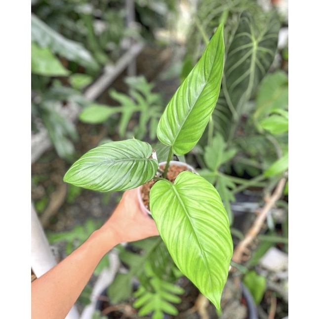 Philodendron ernestii恩氏蔓綠絨（斑葉植物、雨林植物、觀葉植物、觀音蓮、火鶴、龜背芋、水芋、鹿角蕨）