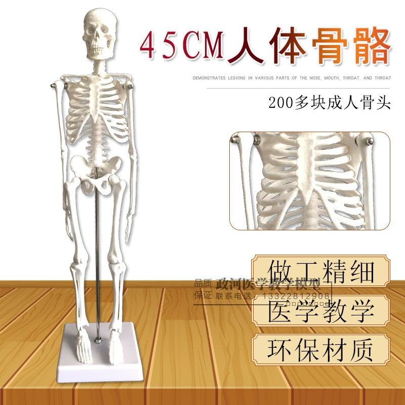 醫學教具 人骨架標本玩具人體骨骼模型45CM 髏骼骨頭 人體解剖關節示教模具 人體模型 AR