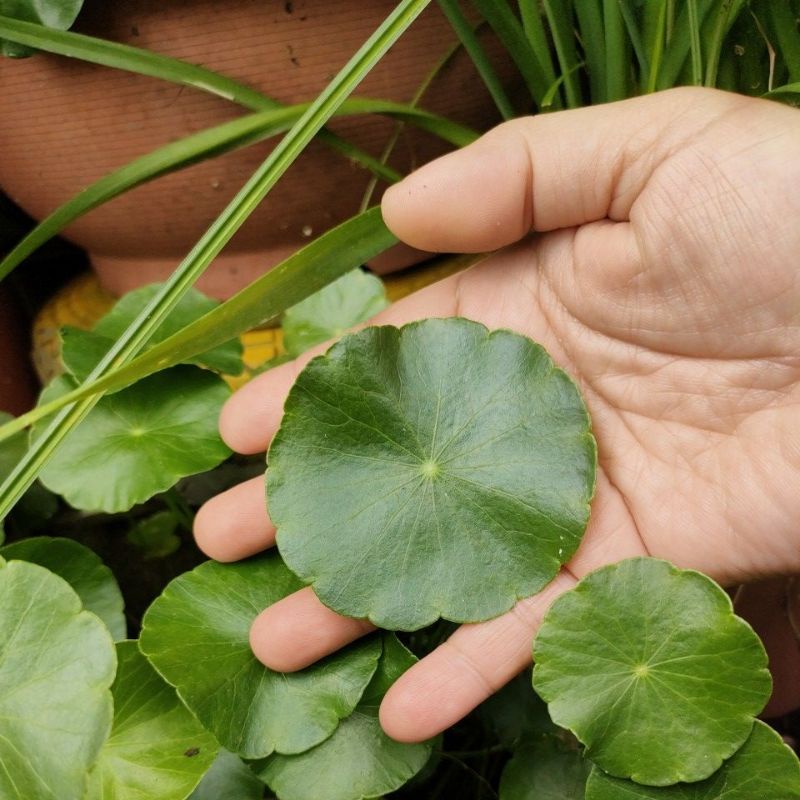 水生植物 銅錢草 超優質大圓葉品種 蝦皮購物