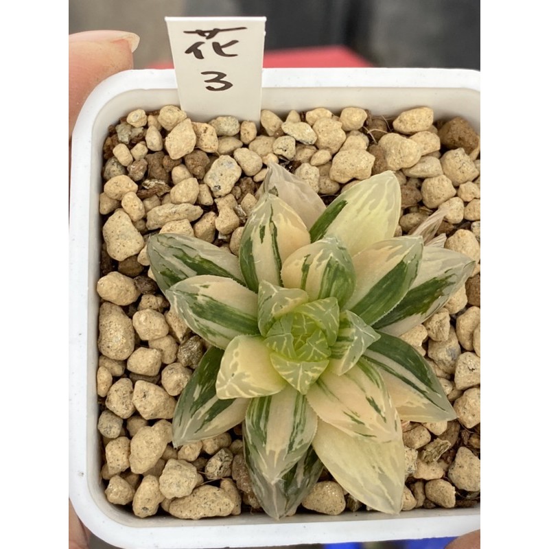 Haworthia ハオルチア花火オブツーサ錦 蝦皮購物