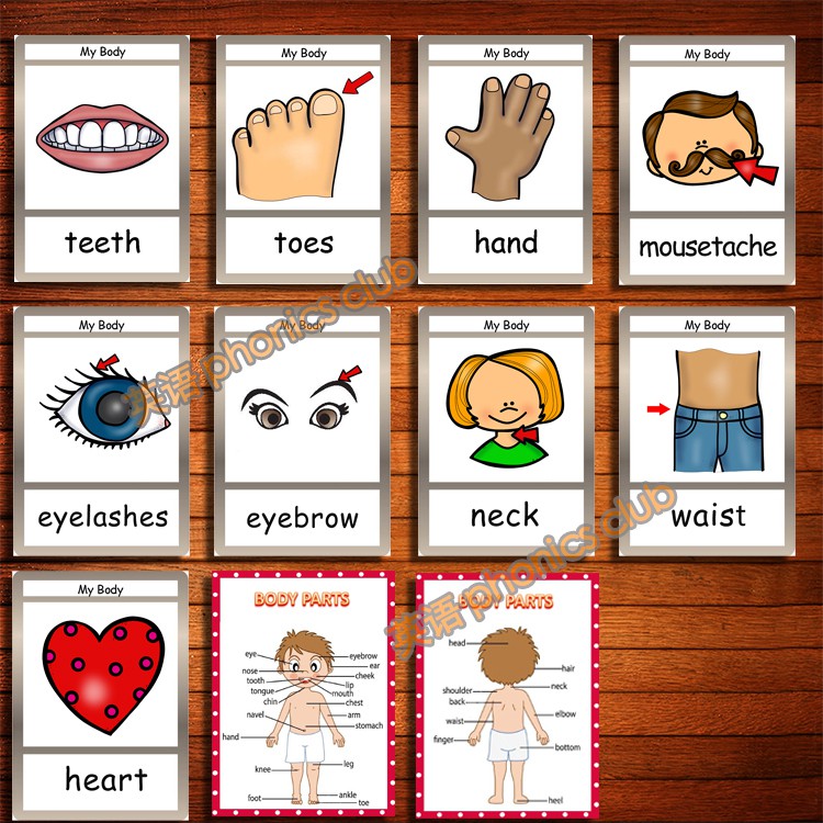新品预售body身體部位英語單詞卡片閃卡雙語幼兒園教師教具英文早教啟蒙卡 蝦皮購物