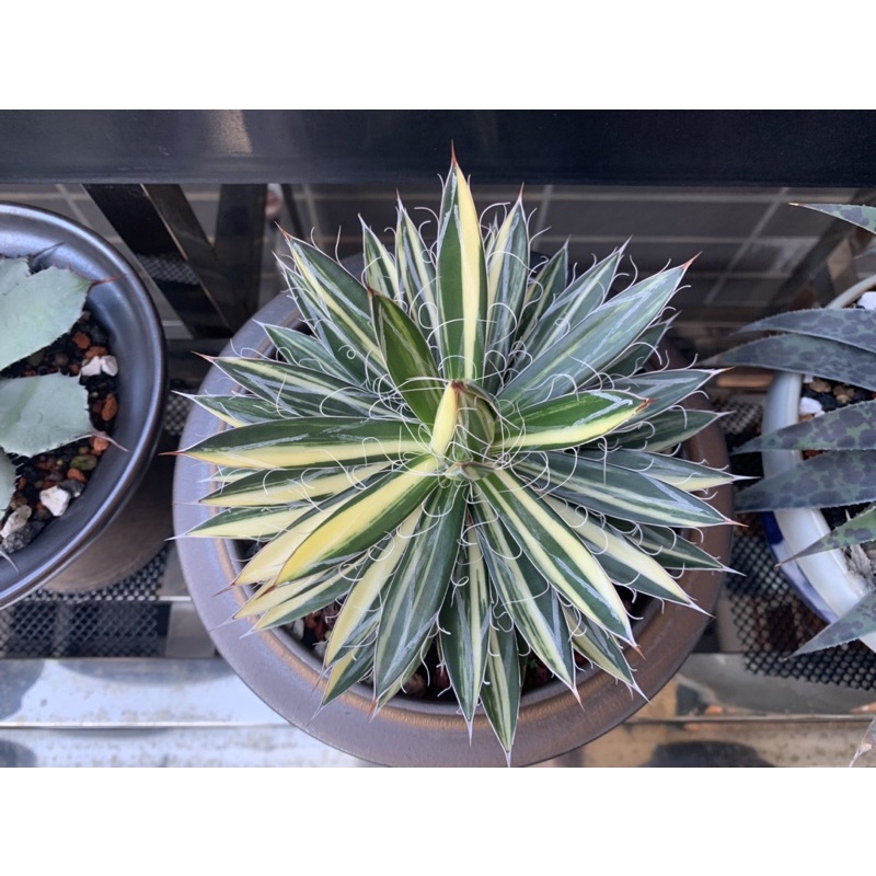 白系王妃縞斑 白系 王妃 亂雪 龍舌蘭 Agave