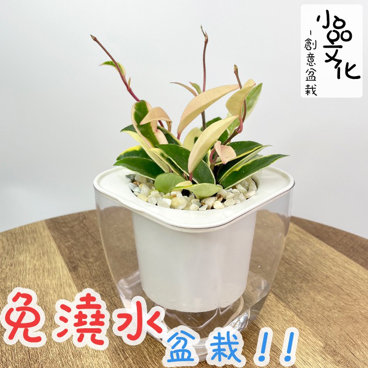 【現貨】【小品文化】白斑毬蘭 4吋透明免澆水懶人盆栽 簡單好種植 觀葉植物 陽台植物 自動吸水 創意花盆 居家辦公盆花