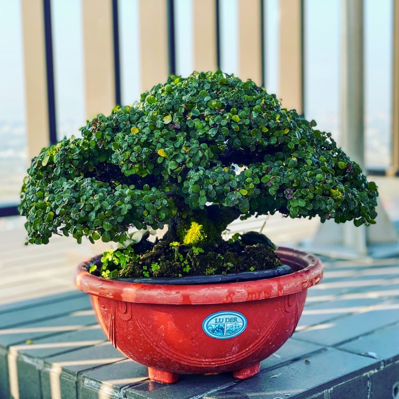 刺蔥頂級盆栽超低出枝綿密枝棚非常稀有值得收藏 蝦皮購物