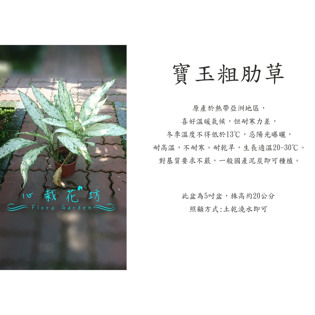 心栽花坊-白寶玉粗肋草/粗勒草/5吋盆/觀葉植物/室內植物/售價180特價140