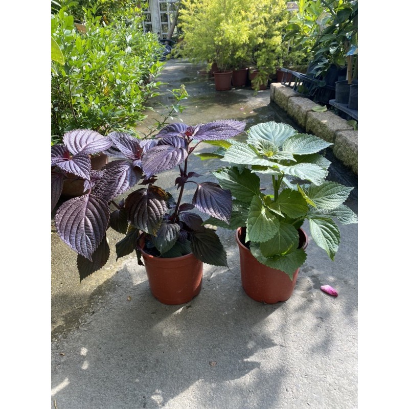 霏霏園藝紅紫蘇5吋盆高度 30公分高 蝦皮購物