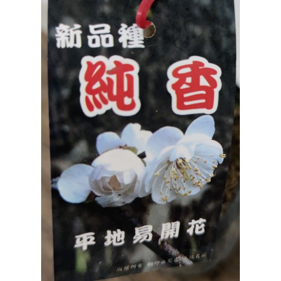 白色香水國梅苗（純香） 香水國梅 平地開花新品種