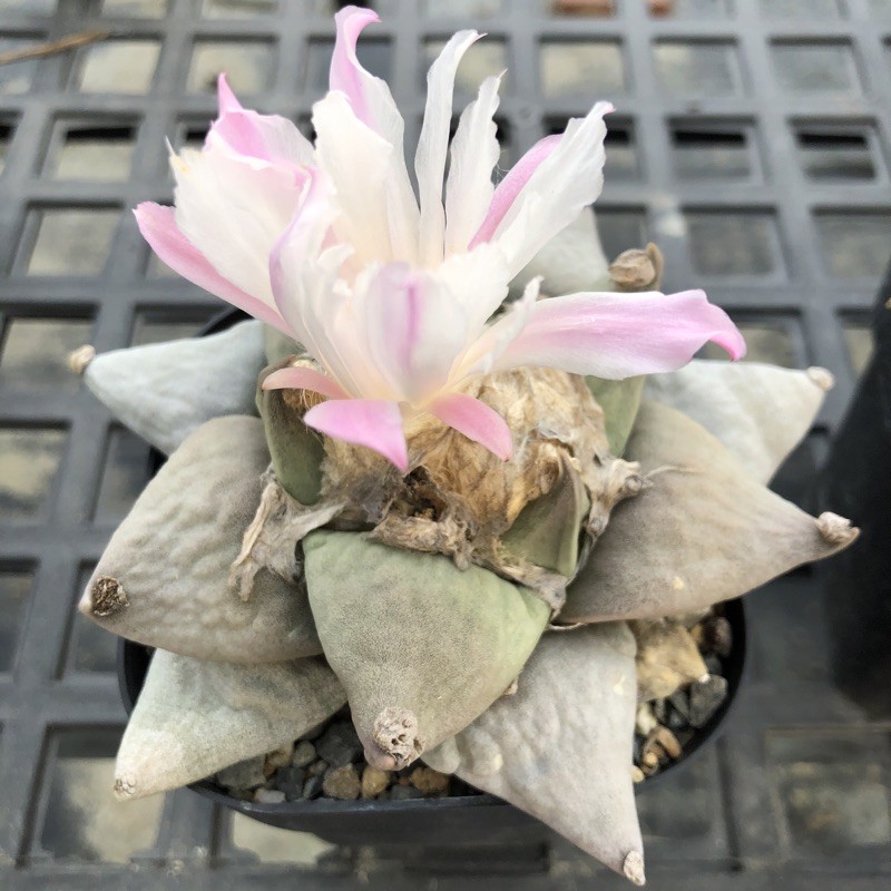多肉植物仙人掌實生花牡丹皺疣花牡丹 蝦皮購物