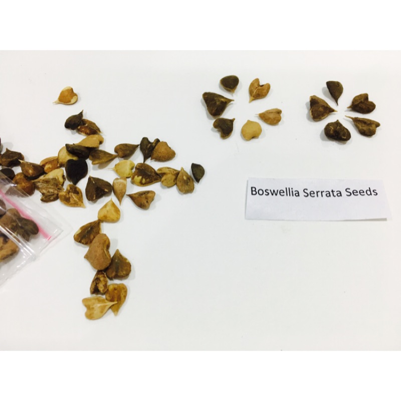 Boswellia Serrata 印度乳香 種子 塊根