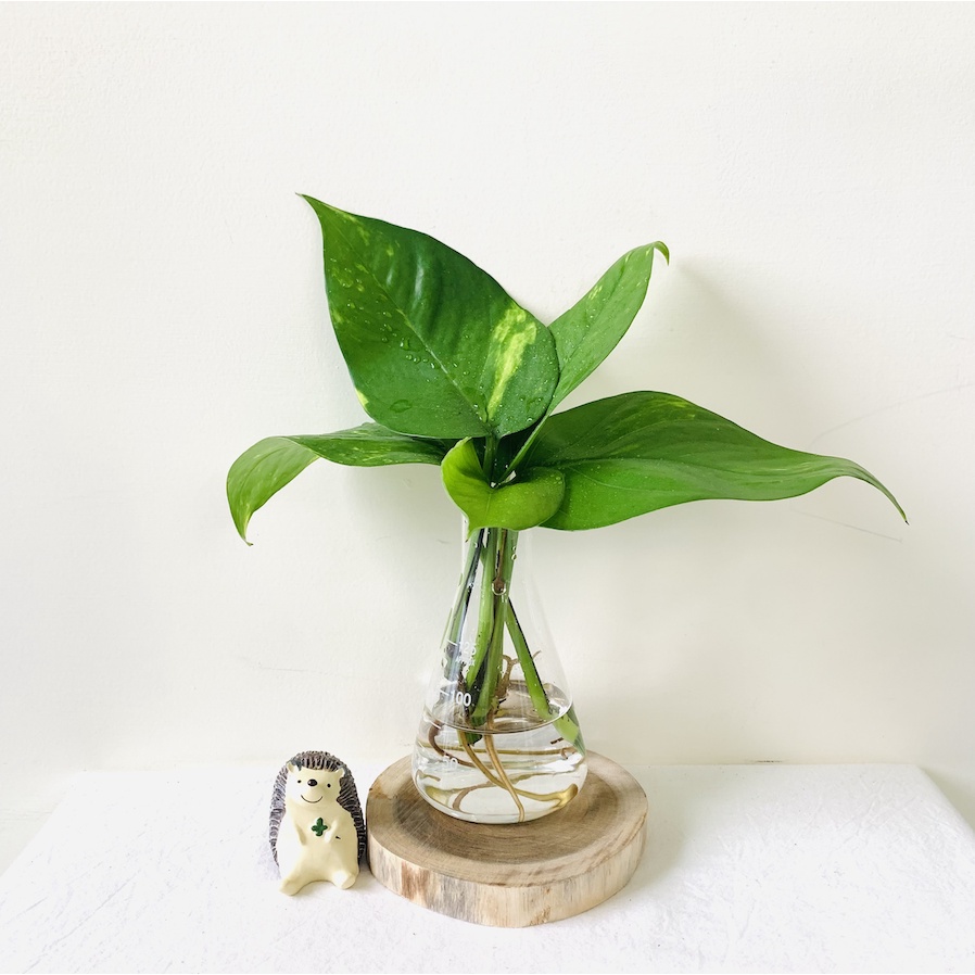 水耕黃金葛盆栽 含植物 三角錐瓶 水耕植物 水耕盆栽 水耕栽培 居家植物 魚菜共生 蝦皮購物