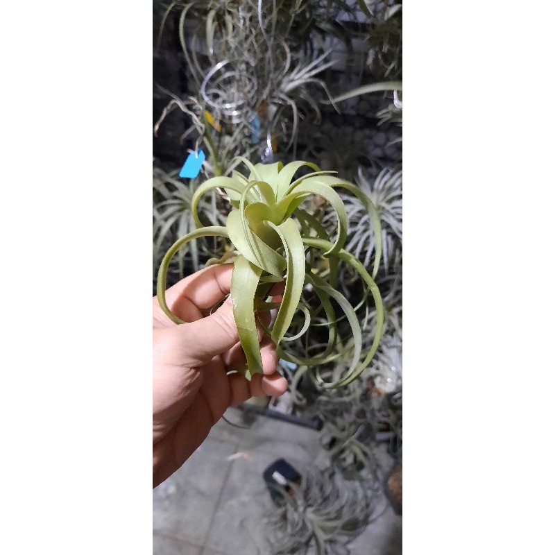 空氣鳳梨：電捲交霸王Streptophylla x Xerographica