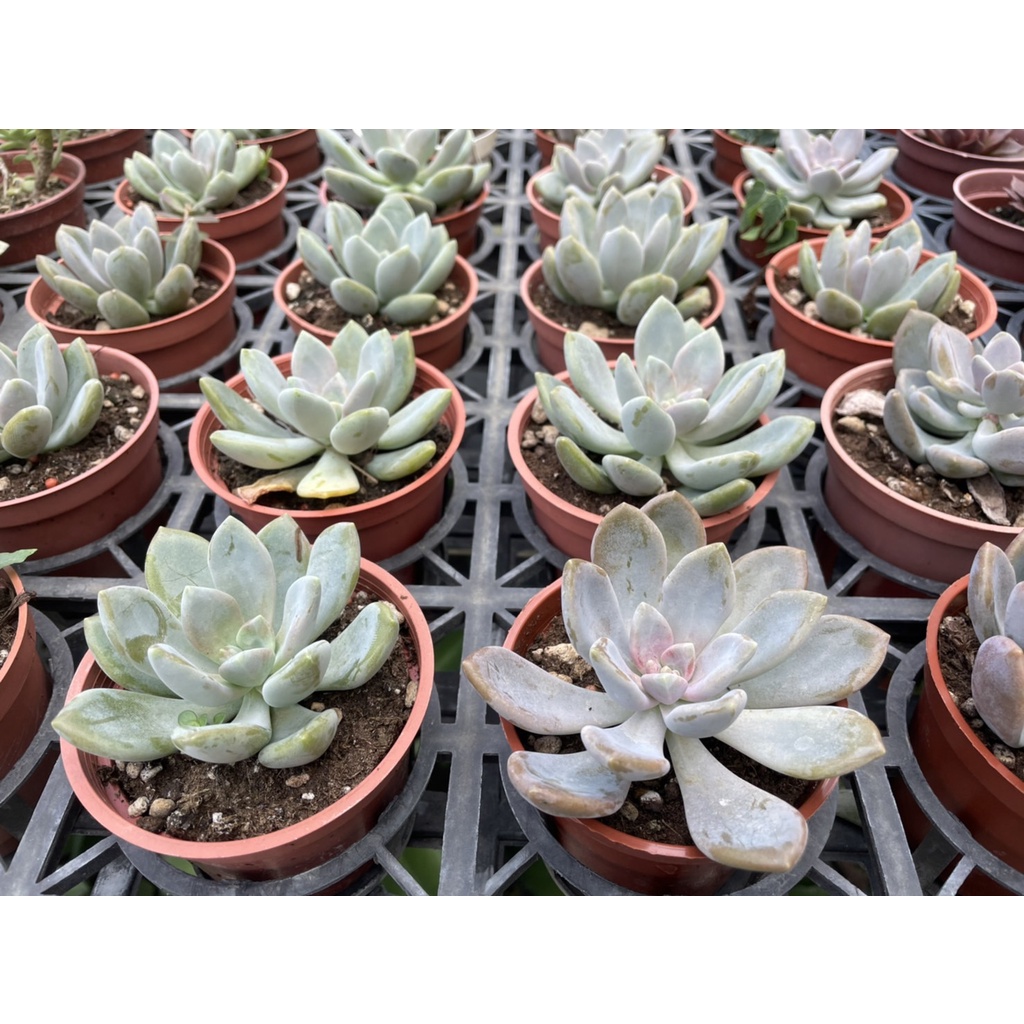 🌵多肉植物、仙人掌🌵【 東美人 】3吋盆