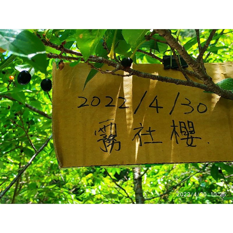 霧社山櫻種子的價格推薦 22年5月 比價比個夠biggo