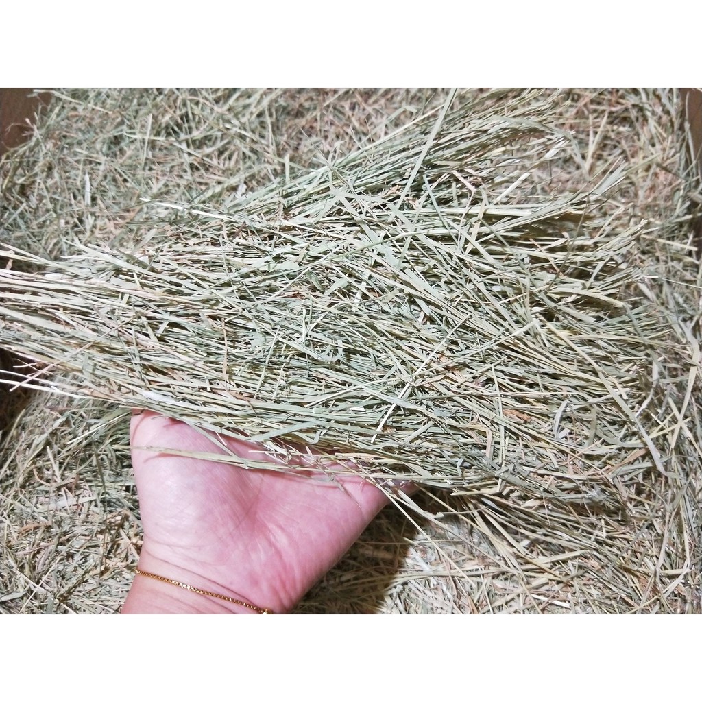 百慕達 牧草【500g】陸龜 天竺鼠 鼠類 兔子 鳥類 蜥蜴 墊材 底材 磨牙 百慕達草 婷婷百貨 金金水族