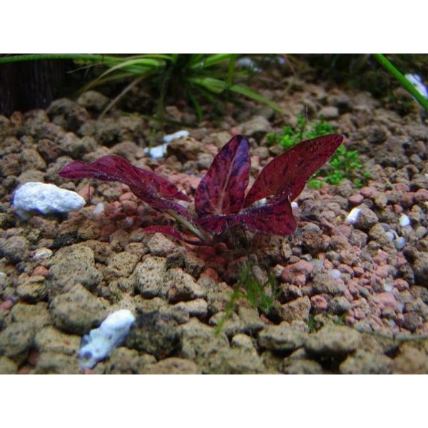 蝦兵蟹將 水草造景 紫虎睡蓮 單株 前景草中景草水中葉漂浮性水草陽性水草紅虎斑紫芋頭入門級 蝦皮購物