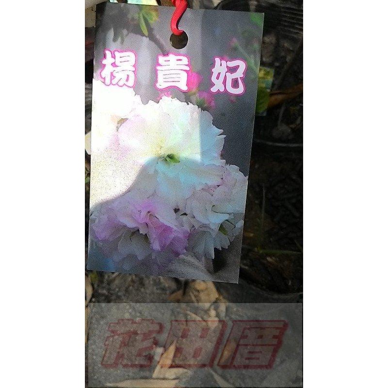 喬木 櫻花楊貴妃櫻4吋盆高35 40cm浪漫觀花植物 花田厝 蝦皮購物