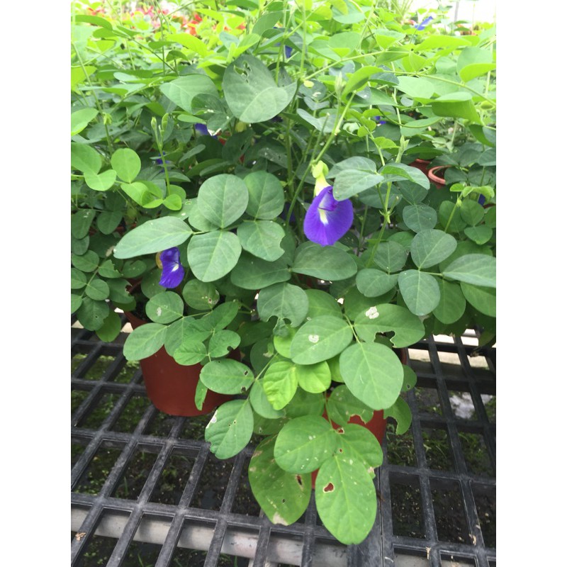 蝶豆花5吋盆可種植陽臺庭園可食用 蝦皮購物