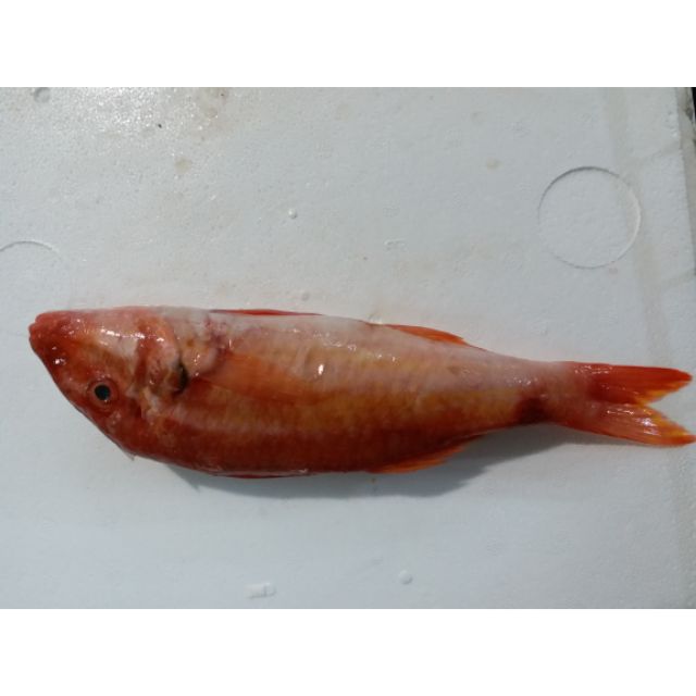 特價商品區秋姑魚秋姑魚 蝦皮購物