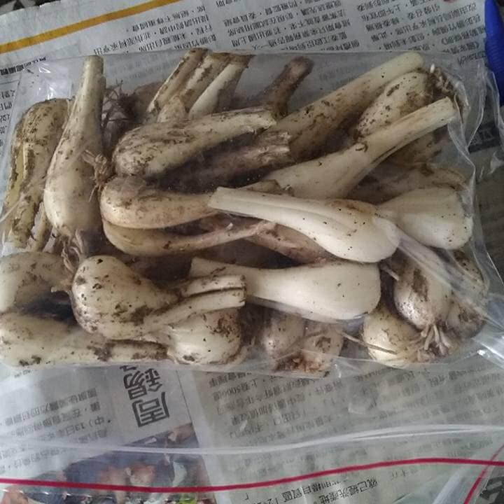 21新鮮 現採生蕗蕎 下單才有採收 蝦皮購物