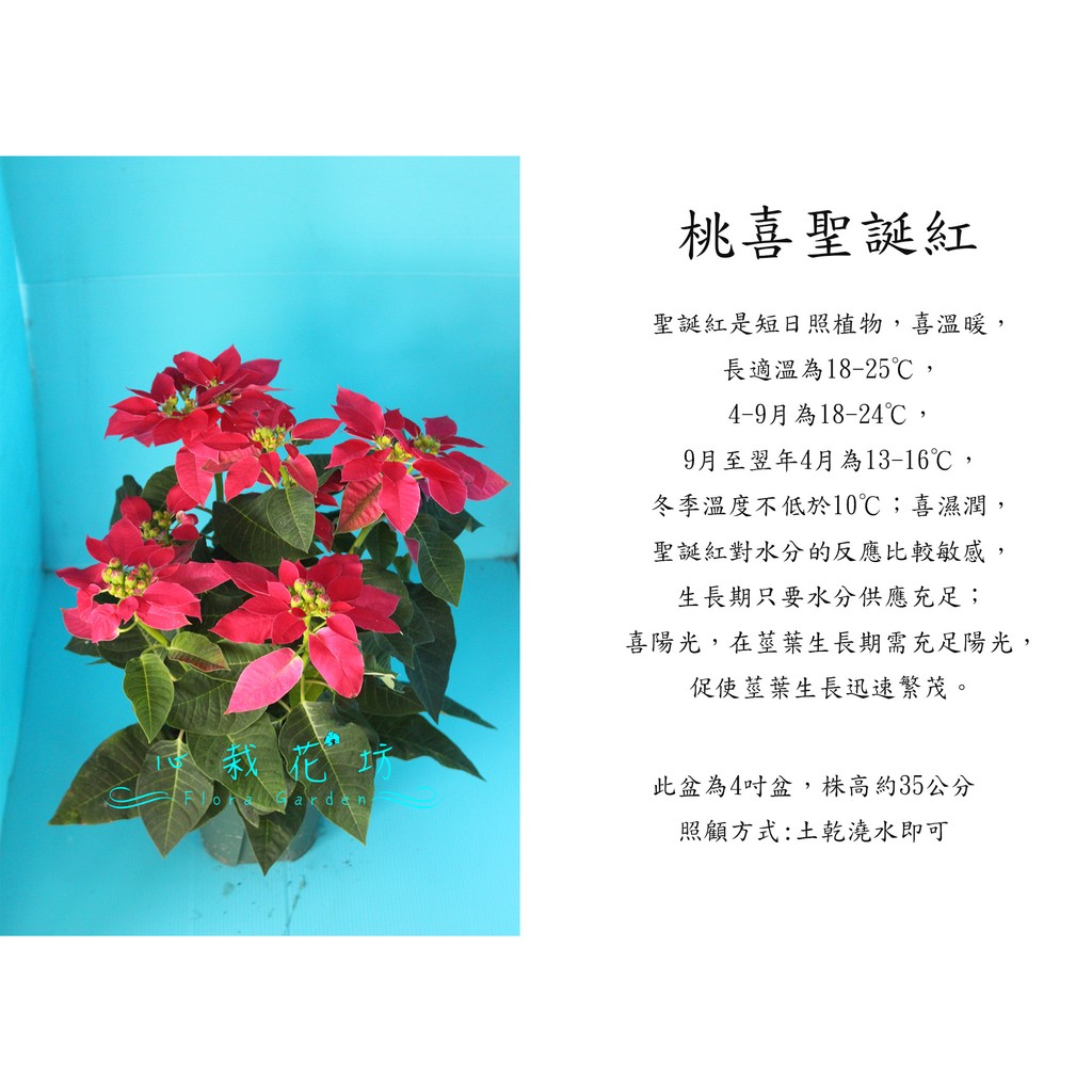 心栽花坊 桃喜聖誕紅 5吋 季節花卉 喜氣洋洋 售價0特價180 蝦皮購物