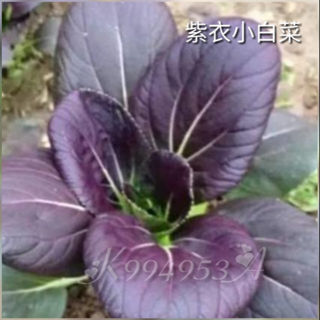 紫衣小白菜$50(500粒)