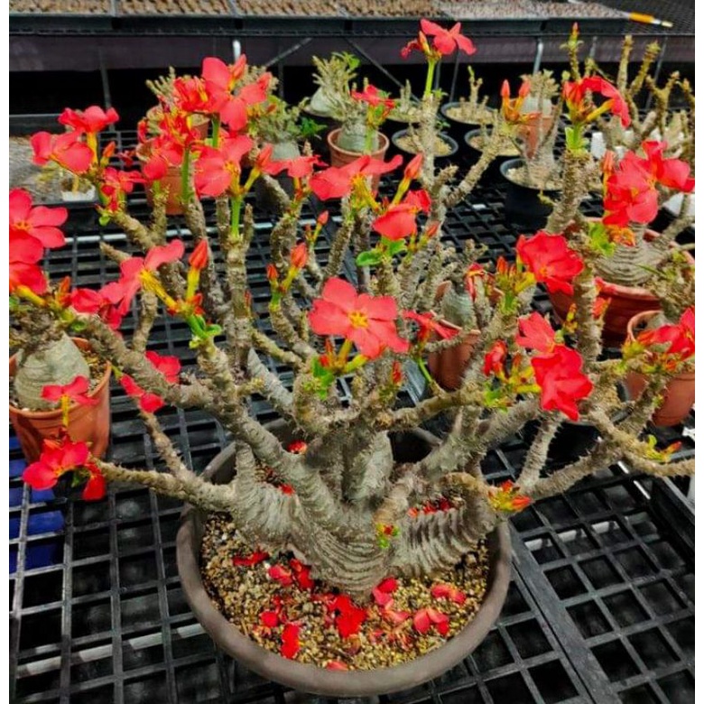 Findx找肉溫莎瓶幹塊根植物 蝦皮購物