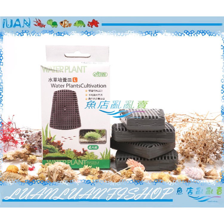 魚店亂亂賣 台灣ista伊士達i 865水草培養皿 L 4入 水草栽培固定器 墨絲 鹿角苔等 蝦皮購物