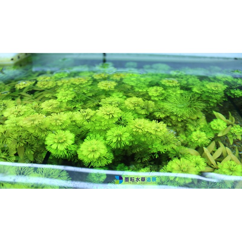墨耘水草 小寶塔3株 15元後景耐熱不需co2 陰性草新手級水族 蝦皮購物