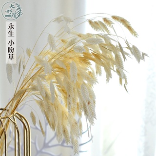 大好屋 臺灣現貨 永生小盼草 高CP質大束裝 麥穗竹 鑽石草 葉材 花束裝飾 DIY批發 手作花材 室內居家裝