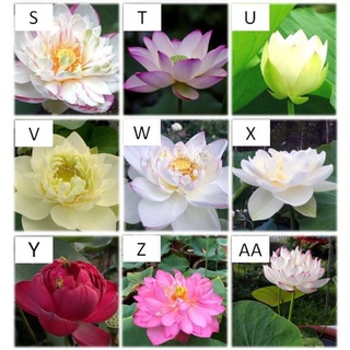 水耕花盆第3頁 比價撿便宜 優惠與推薦 22年10月