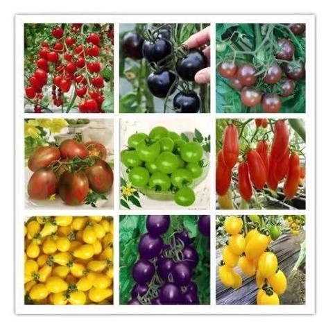 台灣現貨 超多款 四季番茄種子 番茄紅 聖女果黃聖女果種子番茄 瀑布番茄 小番茄 西紅柿盆栽種子 蔬菜種子