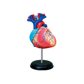 4D MASTER 益智拼裝玩具 人體心臟器官解剖模型 醫學教學模型