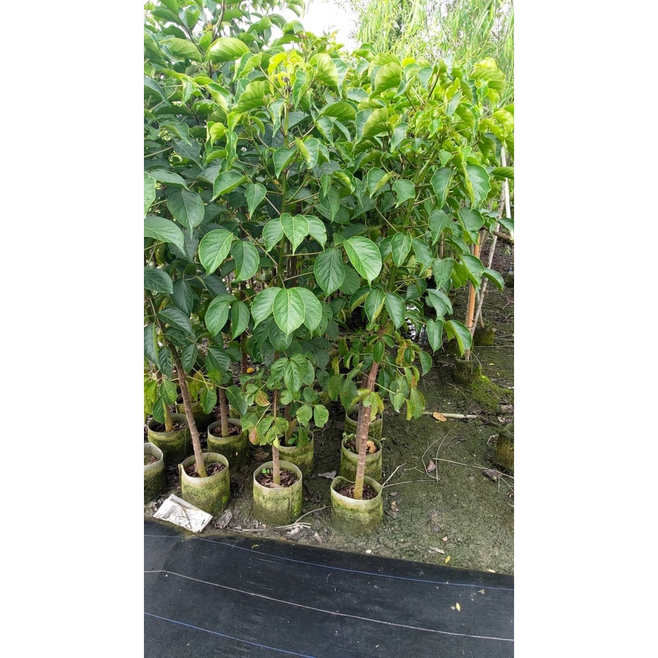 【花田厝】喬木  (茄苳 茄苳樹 (重陽木))  7-8吋盆 優質庭園用樹(超大型物件，運費另計)