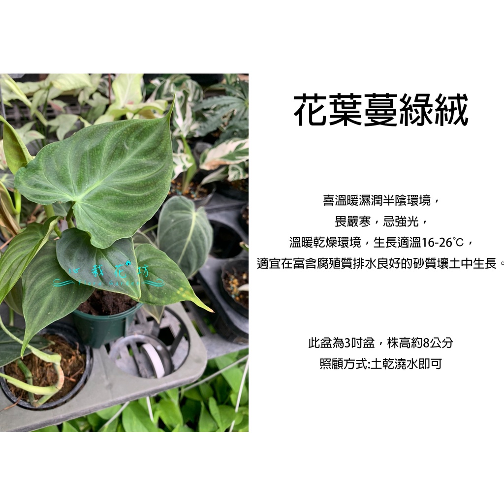 心栽花坊-花葉蔓綠絨/3吋/綠化植物/室內植物/觀葉植物/售價120特價100