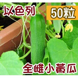 【全館590免運】以色列全雌小黃瓜(免授粉產量高) 種子 約50粒 童話園藝