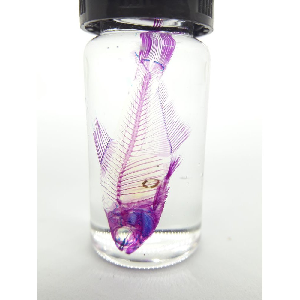骨標本魚