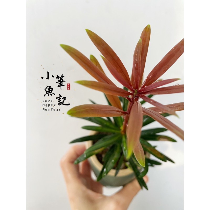 彩虹天使羅漢松-小品盆栽/芽色會變紅