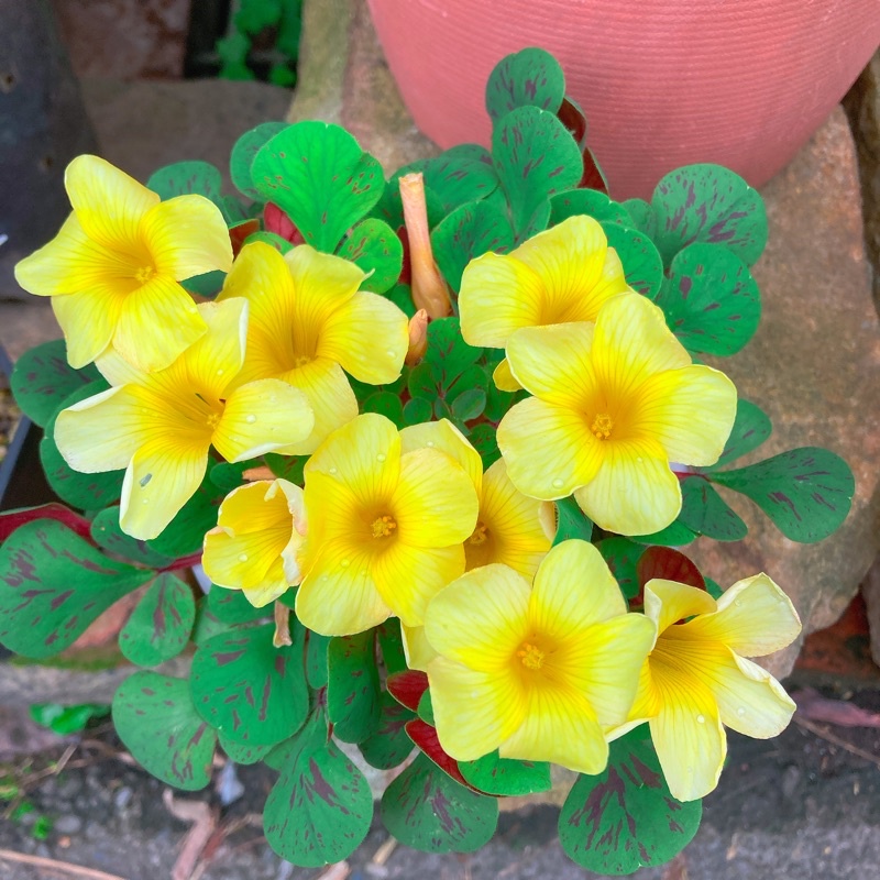 斑葉酢漿草(黃花)- Oxalis luteola 'splash'