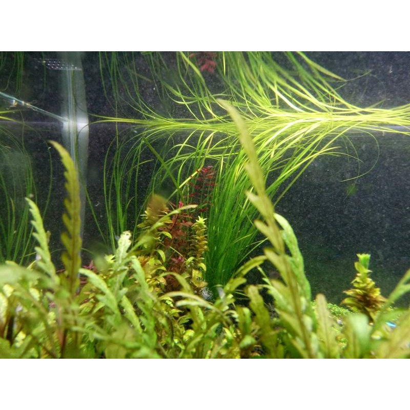 多彩雲水族 天然水草 線葉水蘭 2株 緞帶水蘭 陽性水草 後景草 魚缸造景 背景植物 蝦皮購物