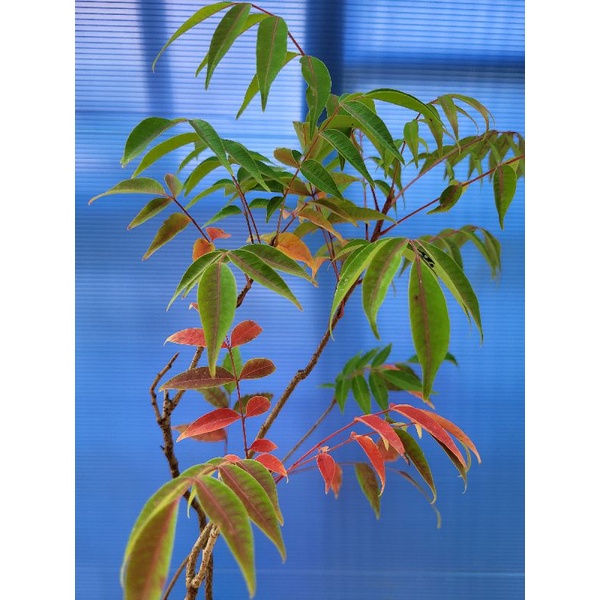 日本進口櫨木小品山野草落葉中9 22拍 蝦皮購物