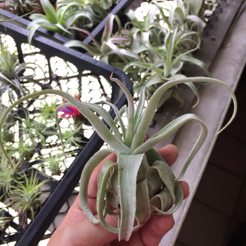 空氣鳳梨 電捲燙 Tillandsia Streptophylla