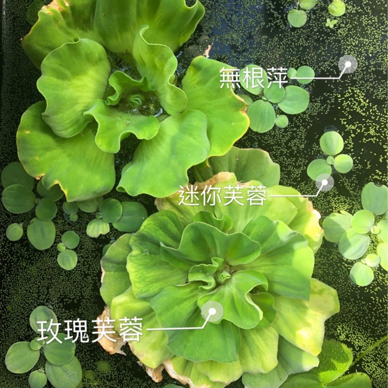 玫瑰水芙蓉 水芙蓉 浮萍 大萍 芙蓉蓮 小浮蓮 蝦皮購物