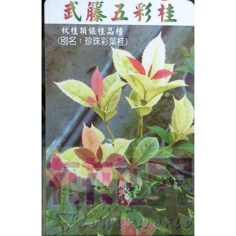 花花世界_樹苗花苗*武藤五彩桂花(矮版)*-珍珠彩葉桂花 /4-5吋盆/高10-50cm/MA