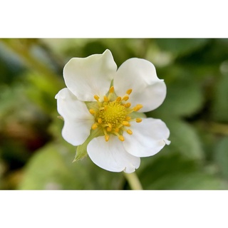 愛麗思花精 毛西番蓮花精10ml Mit臺灣花精純淨製作 蝦皮購物