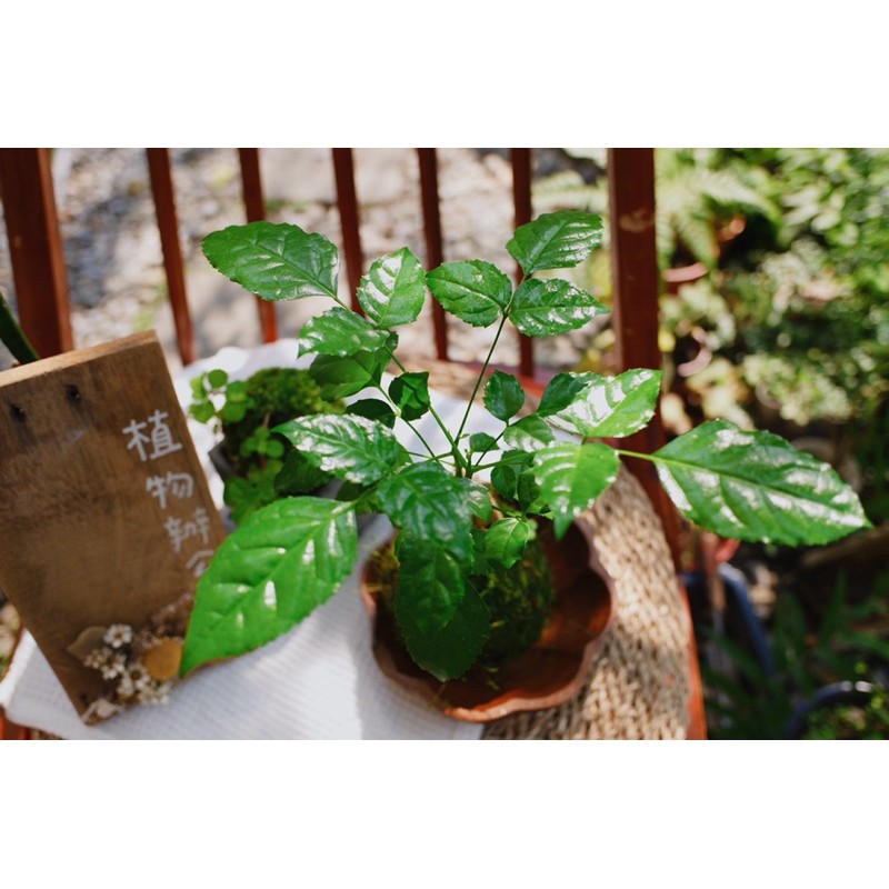 苔球苔玉發財樹招財樹進財樹桌上盆栽療癒植物室內植物辦公室植物植栽 蝦皮購物