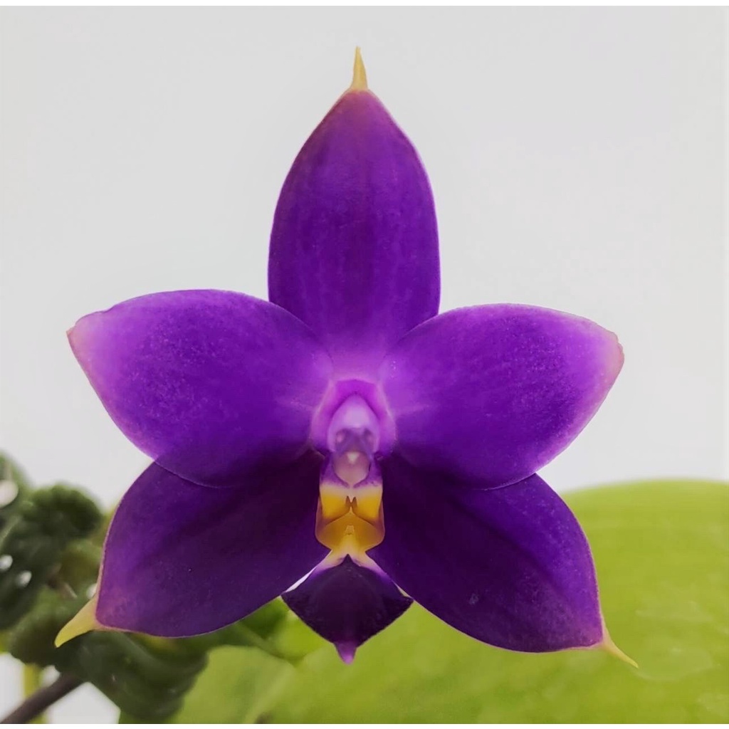 原生種蝴蝶蘭 Phal. violacea var. indigo x sib 有香味，開花照為親本，僅供參考