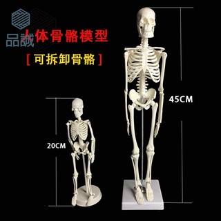【高品質】骨骼模型20CM 45CM大小骨架人體可拆卸用于醫學示演模型