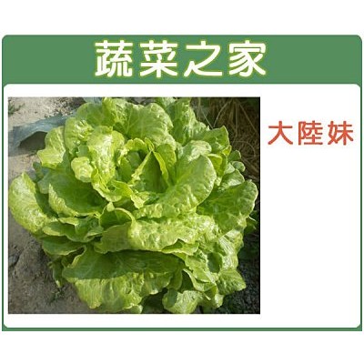 【蔬菜之家滿額免運】A19.大陸妹種子3克(約2500顆)(大陸A菜.義大利生菜.半結球狀.質脆.甜.抽苔晚 )葉菜類