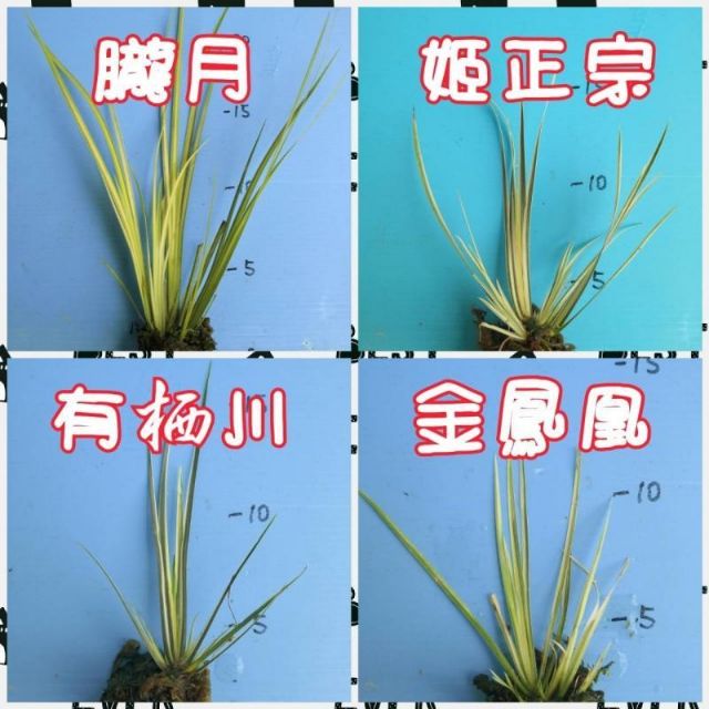 水畝田 黃金姬 虎鬚 天鵝絨 金錢 貴船苔 朧月 姬正宗 有栖川 金鳳凰菖蒲 水生植物 水草 山野草盆栽素材 蝦皮購物